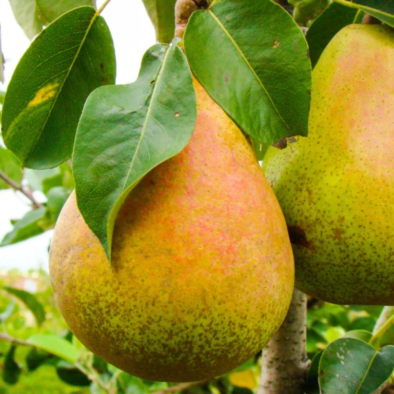 rudenine kriauše carola