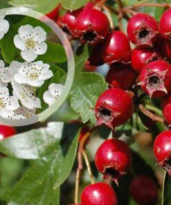 Skiepyta valgomoji gudobelė