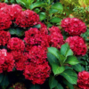 Didžialapė hortenzija 'Hot Red'