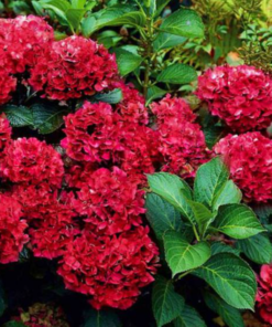 Didžialapė hortenzija 'Hot Red'