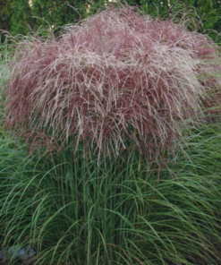 Kininis miskantas HURON SUNRISE