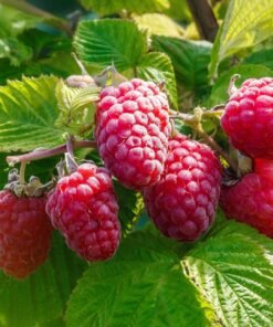 Avietė „Husaria“