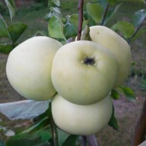 obelis senovinė alyvinis