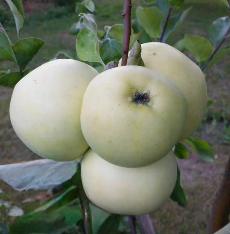 obelis senovinė alyvinis