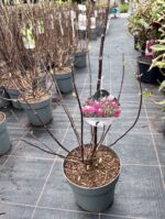 hortenzija fraise melba