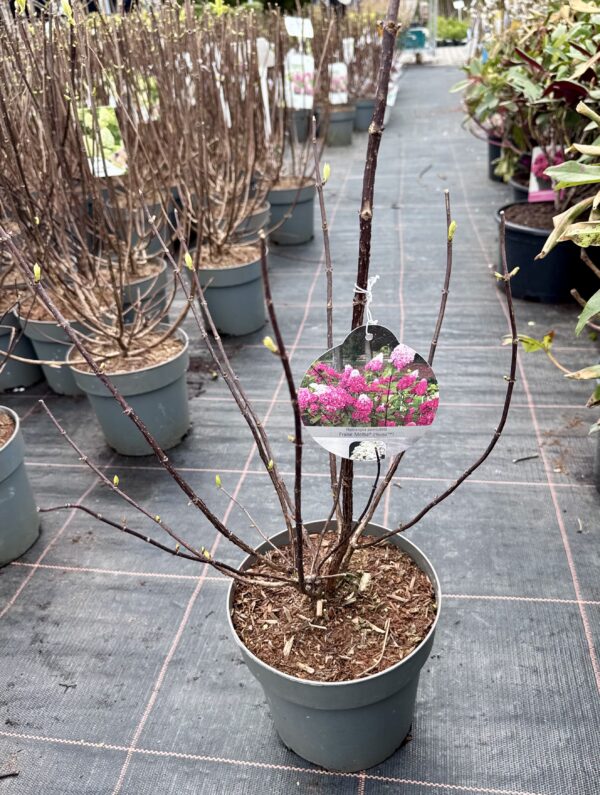 hortenzija fraise melba