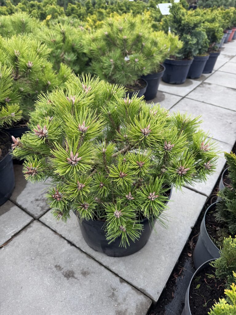 pusis glausiaziede low glow