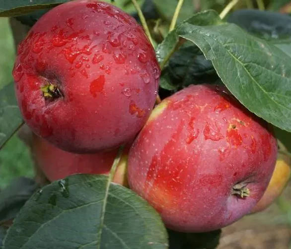 obelis vasarine julija