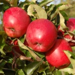 obelis sisi red
