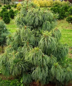 KORĖJINĖ PUŠIS 'JACK CORBIT'