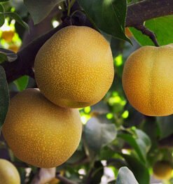 Azijietiška kriaušė Chojuro