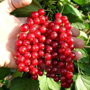 jonkheer van tets raudonieji serbentai