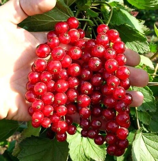 jonkheer van tets raudonieji serbentai