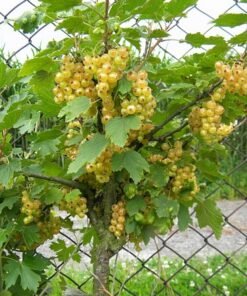 Kamieninis geltonas serbentas