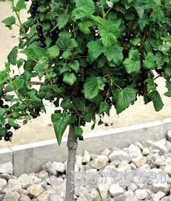 Kamieninis juodasis serbentas