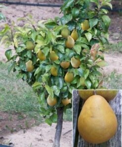 Koloninė kriaušė "Garden Pearl"