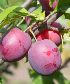 Koloninė slyva "Kolonovidnaja"