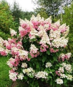 Šluotelinė hortenzija 'CONFETTI'