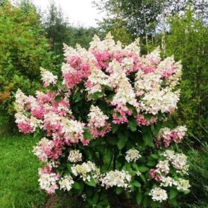Šluotelinė hortenzija 'CONFETTI'