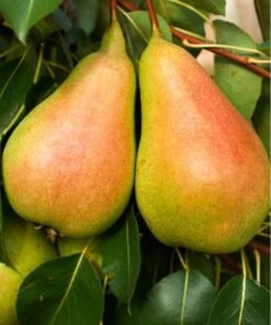 Kriaušė "Kliapo mėgstamoji"