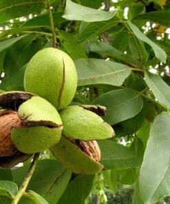 Graikinis riešutmedis 'Ideal'