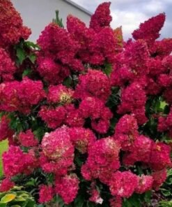 Šluotelinė hortenzija 'MAGICAL FLAME'