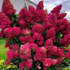 Šluotelinė hortenzija 'MAGICAL FLAME'