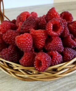 Avietė „Magnat“