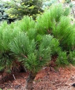 JUODOJI PUŠIS 'MARITMA'