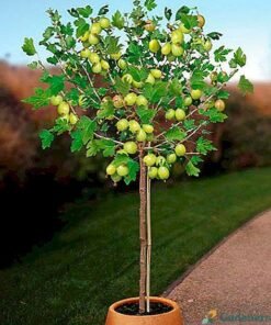 Medžio formos geltonieji agrastai ‘Invicta’