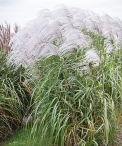 Kininis miskantas MEMORY