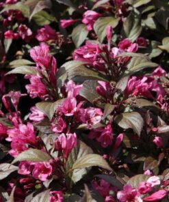 Veigelė „Minor Black“