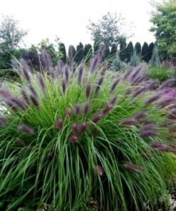 Soruolė pašiauštelinė MOUDRY