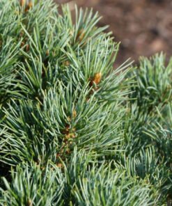 SMULKIAŽIEDĖ PUŠIS 'NELLIE D.'