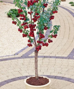 Koloninė vyšnia Maynard