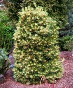 TUNBERGO PUŠIS 'OGON'