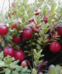 Spanguolės "Piligrim"