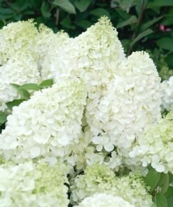 Šuotelinė hortenzija 'Polar Bear'