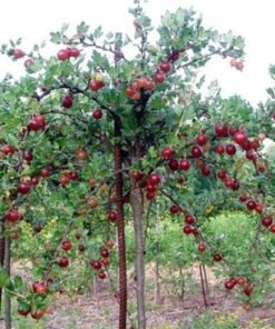 Medžio formos raudoni agrastai ‘Captivator’