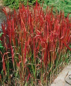 Imperata RED BARON