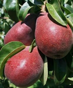 Kriaušė Red Favoritka