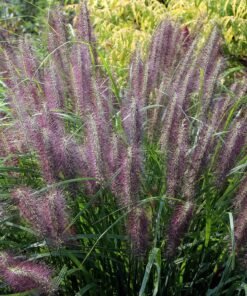 Soruolė pašiauštelinė RED HEAD