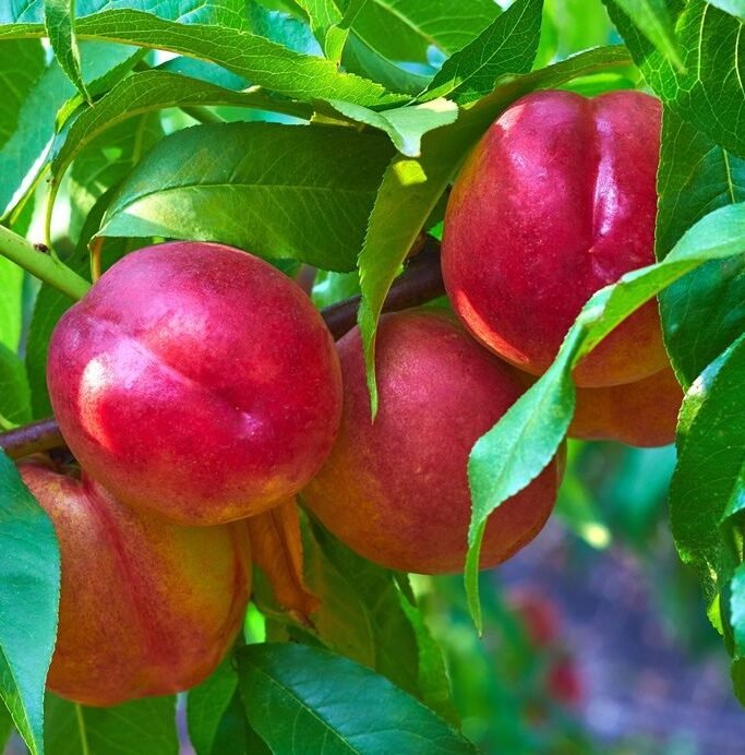 redgold nektarinas red gold