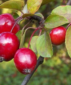 Rojaus obelis raudonais obuoliukais