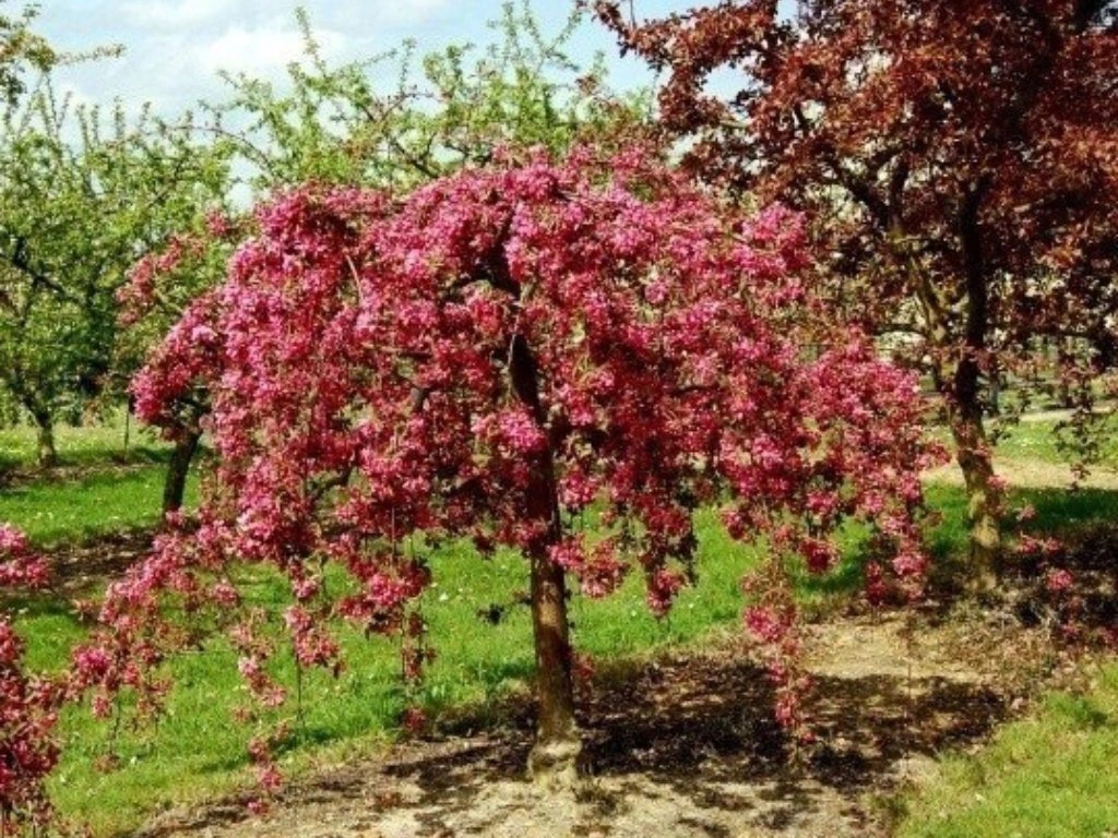 svyranti rojaus obelis royal beauty svyranti rojaus obelis royal beauty