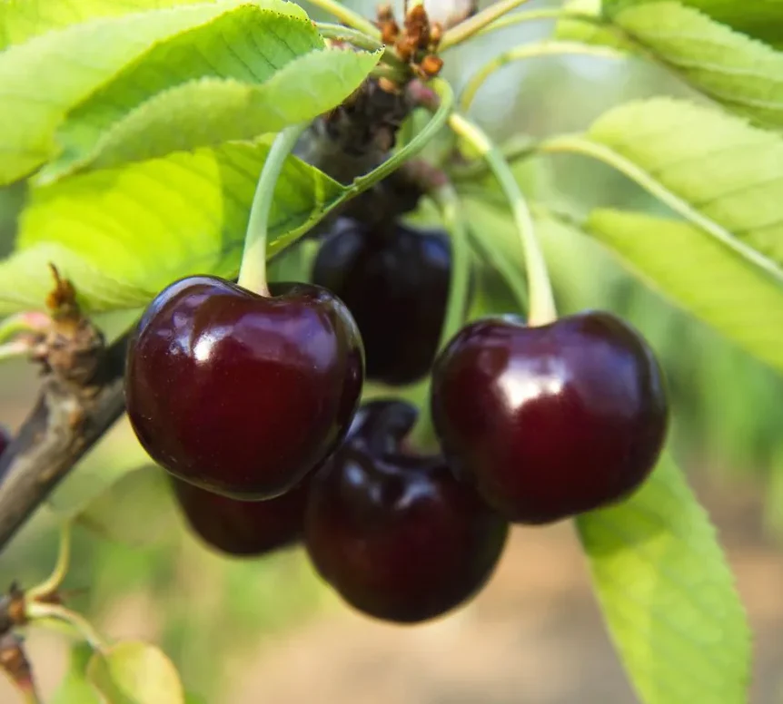 vysnia sabina vysnia sabina