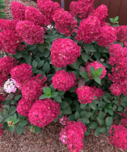 Šluotelinė hortenzija 'SAMARSKAYA LIDIJA'