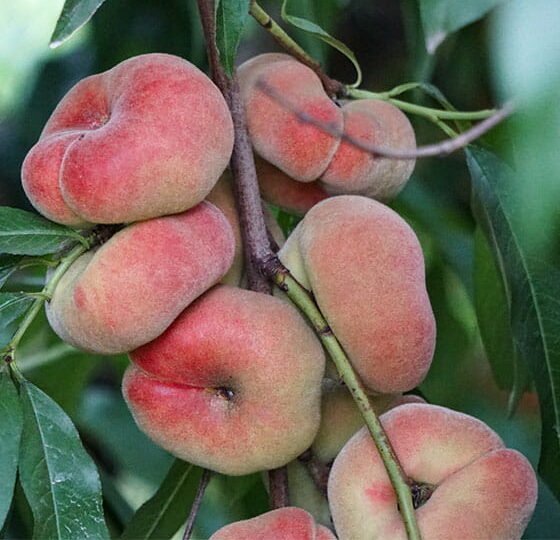 persikas plokscias saturn