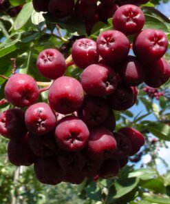 Granatinis šermukšnis