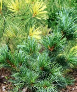 SMULKIAŽIEDĖ PUŠIS 'SHIZUKAGOTEN'